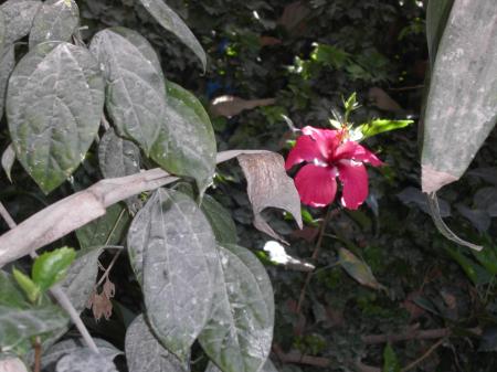 Flower img110