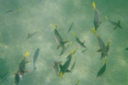 Underwater Camera Pictures