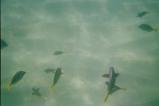 img019.jpeg.small.jpeg