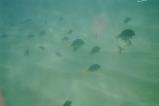 img020.jpeg.small.jpeg